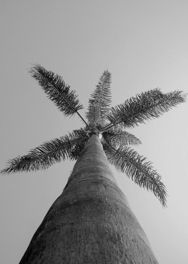 Palm